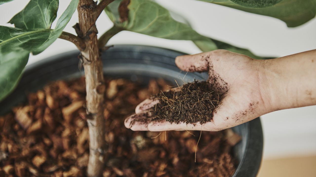Cómo fertilizar plantas en invierno