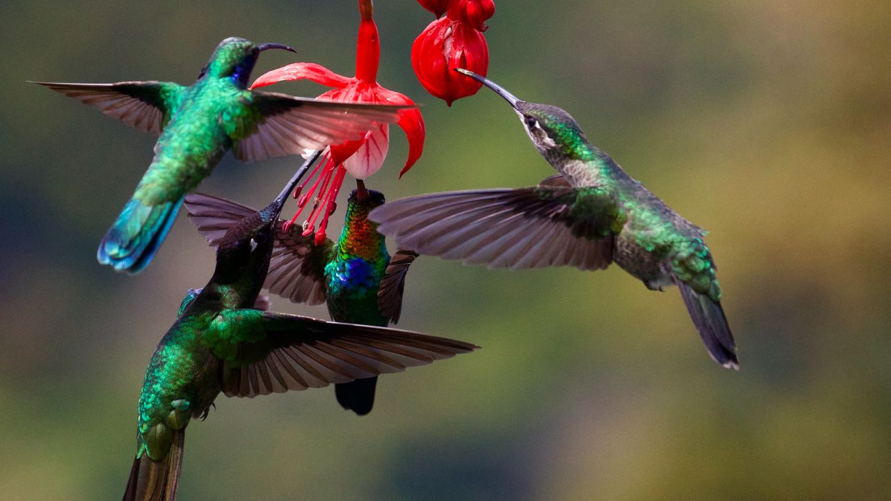 Flores para atraer colibríes a tu hogar