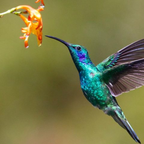 Flores que atraerán colibríes a tu hogar