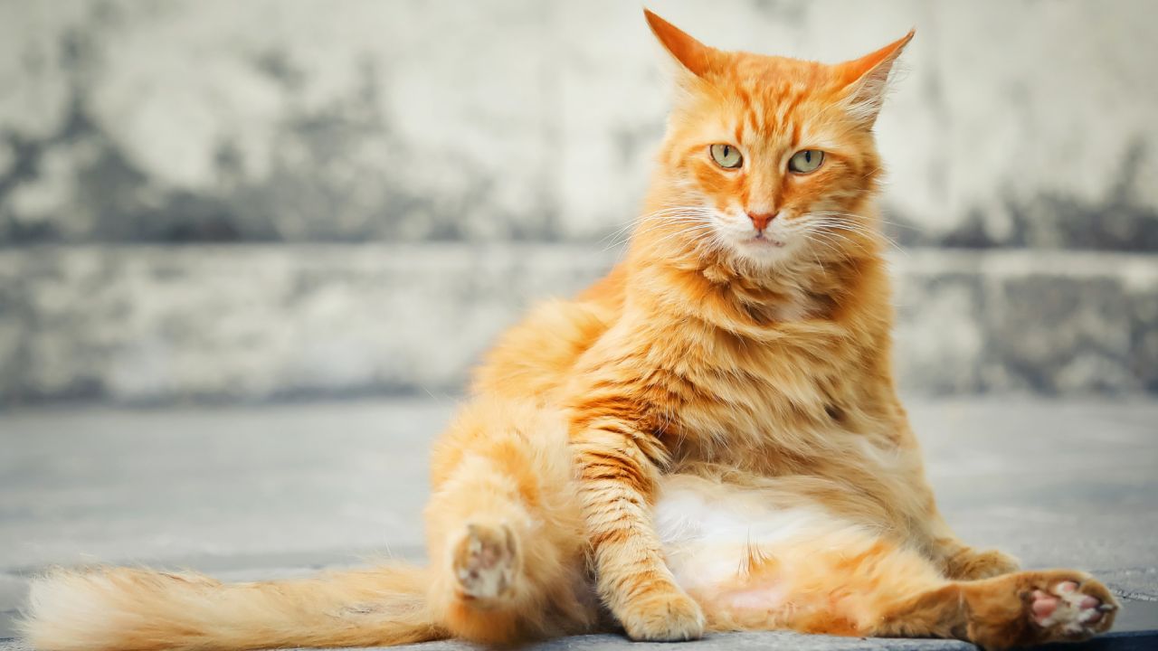 Gato bolsa primordial qué es