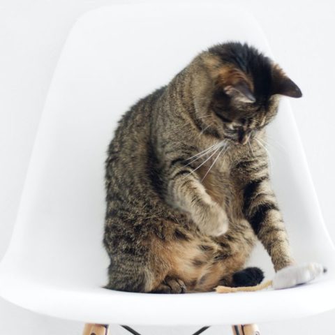 Bolsa primordial de los gatos