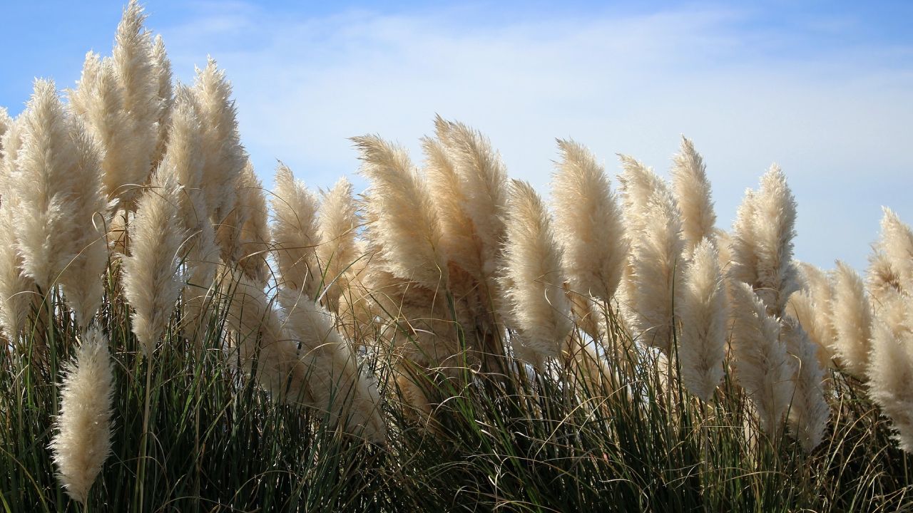 La hierba de las pampas amenaza el medio ambiente