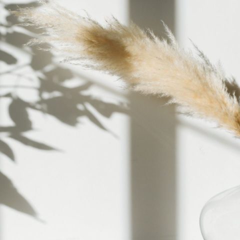 Hierba de las pampas amenazan el medio ambiente