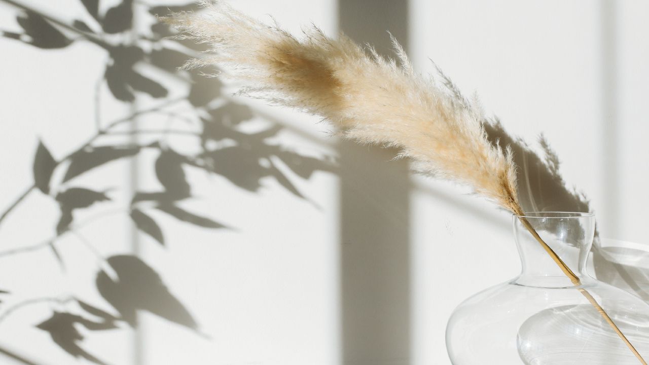 Hierba de las pampas amenazan el medio ambiente