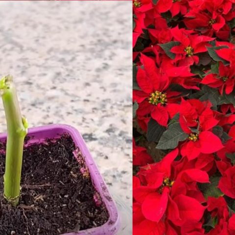 esqueje de nochebuena