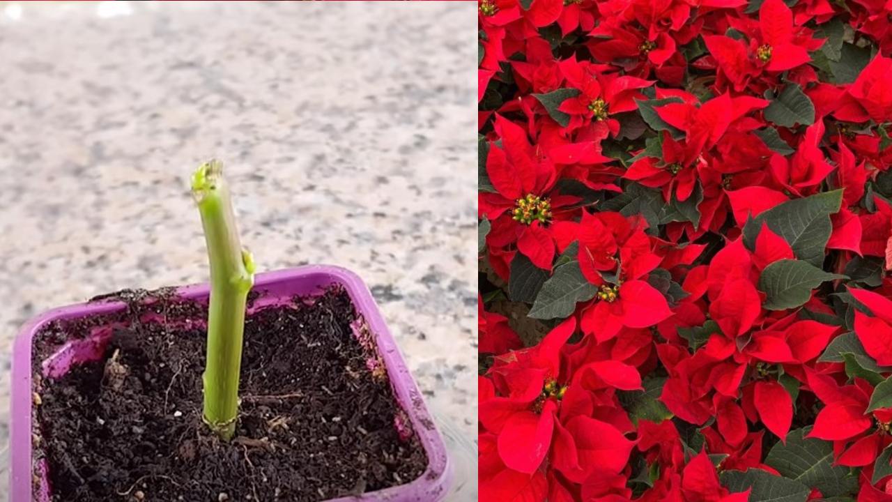 esqueje de nochebuena