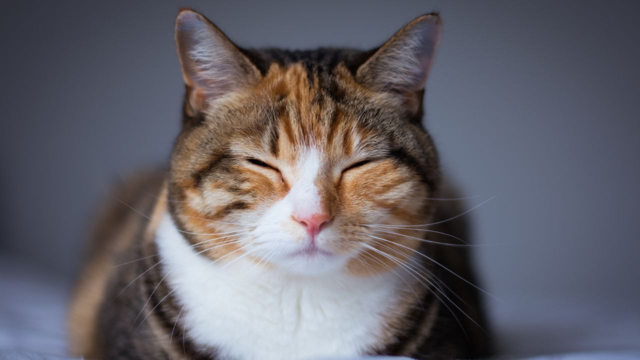 Michis, de dónde viene ese nombre para gatos