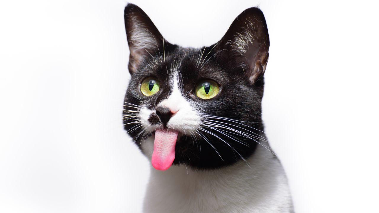 origen de la palabra michis de donde viene gatos