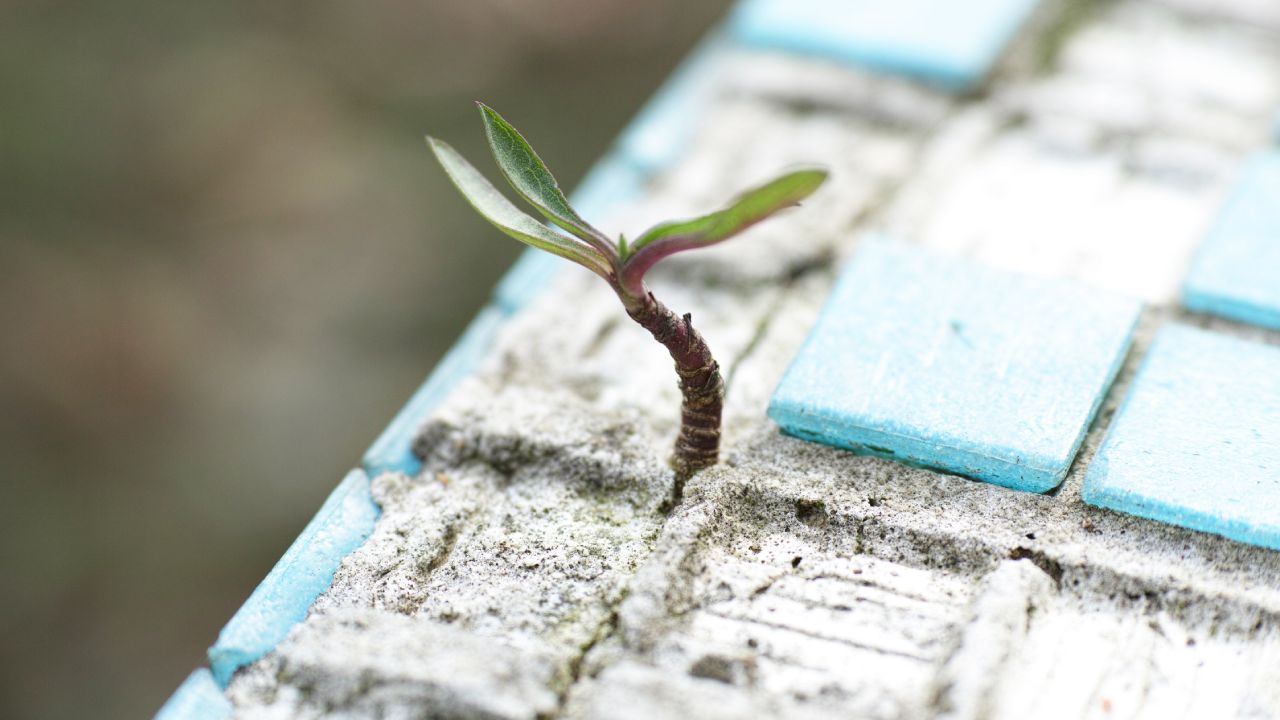 Por qué no debes tapar las paredes con humedad con azulejo