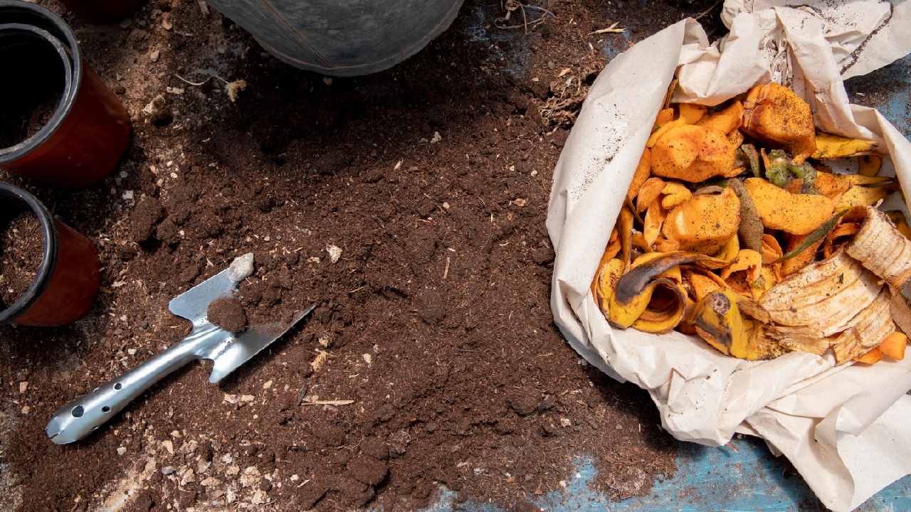 cómo hacer abono con cáscaras de mandarina y naranja