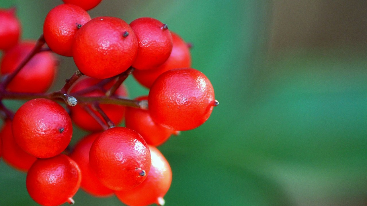 plantas de interior rojas para navidad