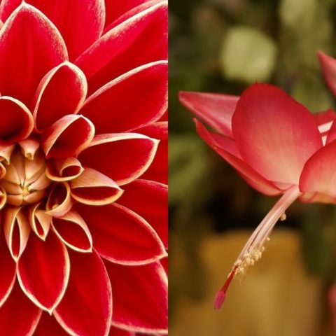 plantas de interior rojas