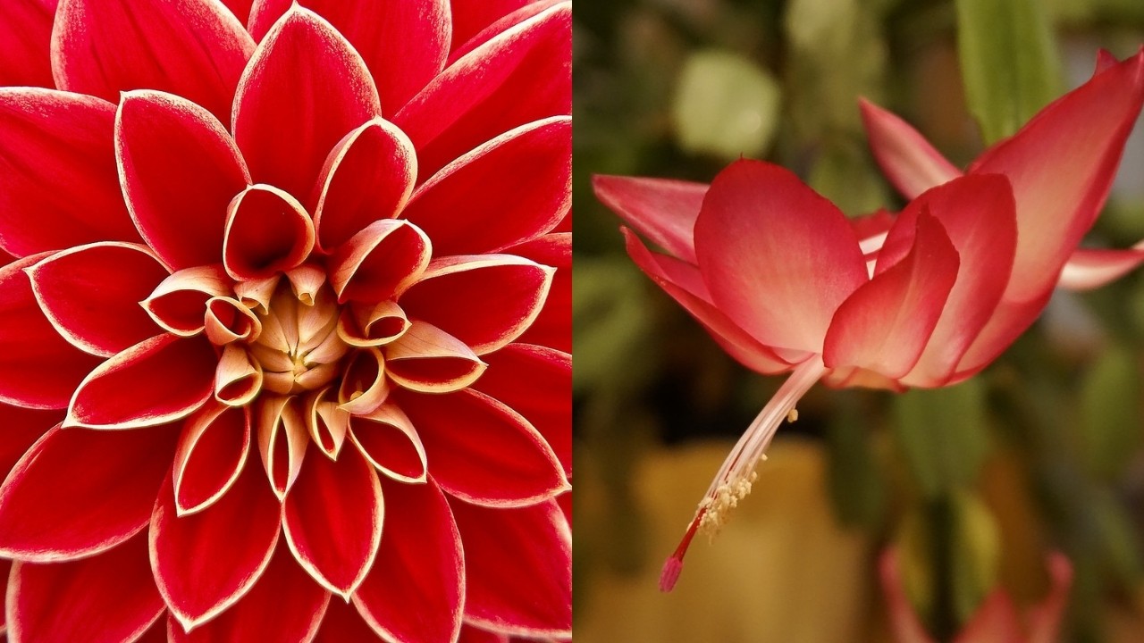 plantas de interior rojas