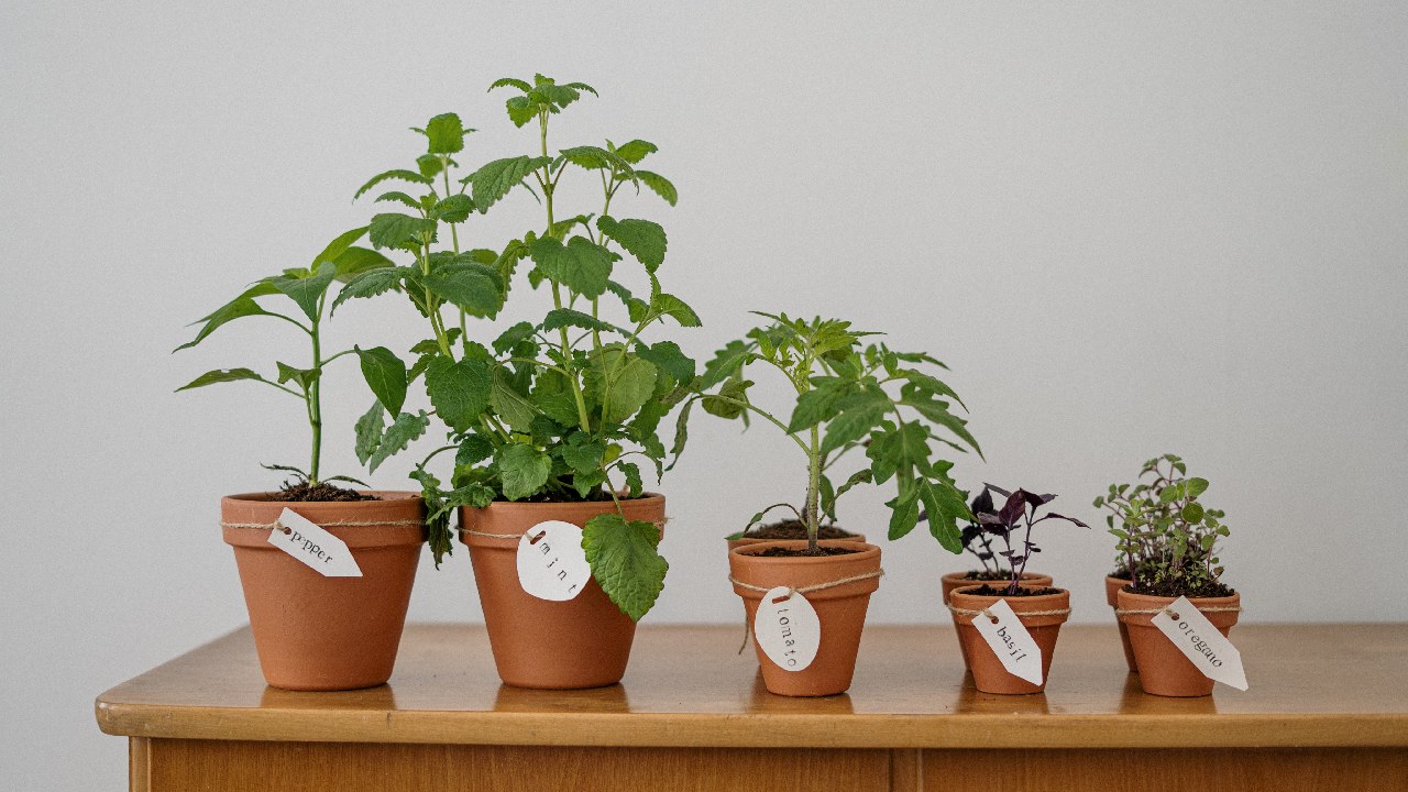 plantas para hacer te y cultivar en casa