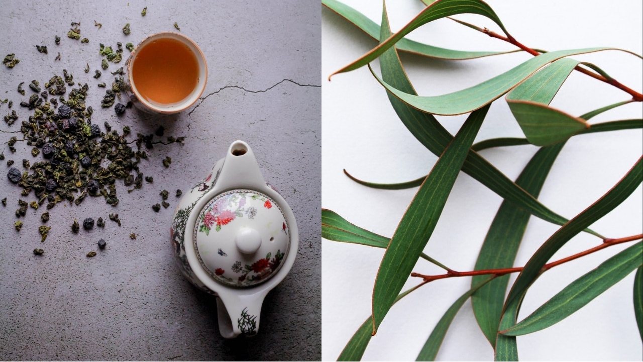 plantas para hacer te en casa