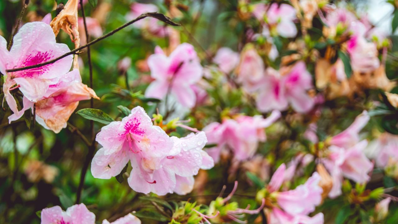 Plantas venenosas que puedes tener en casa