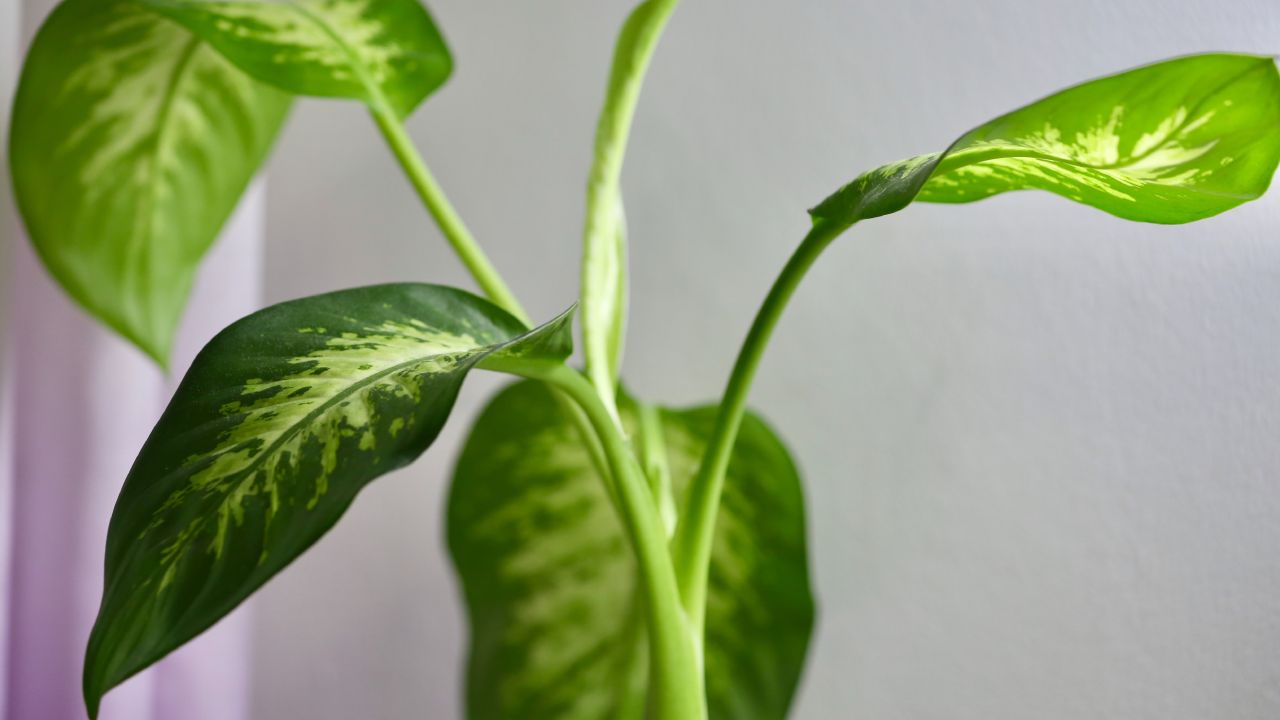Plantas venenosas que puedes tener en casa