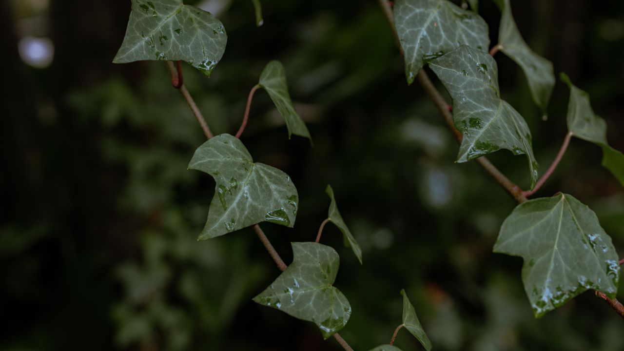 Plantas venenosas que podrías tener en casa