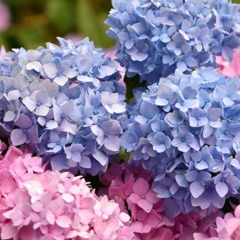 Plantas venenosas en la casa