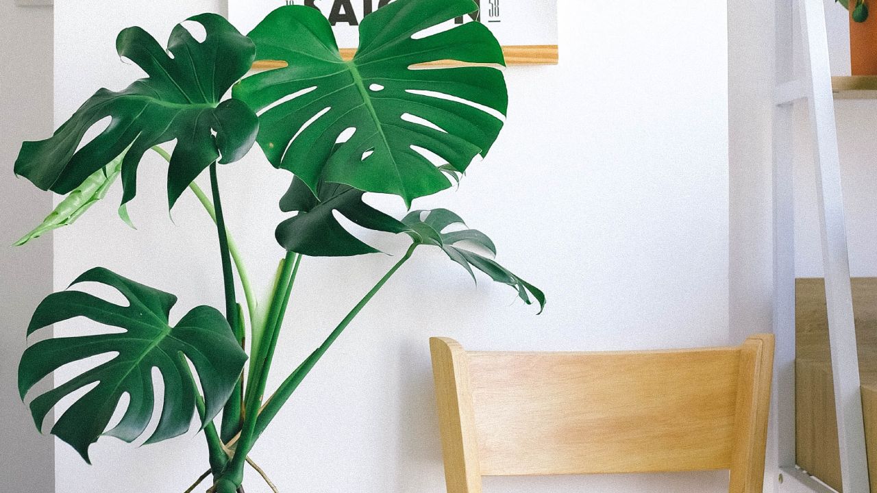 Plantas venenosas en tu casa