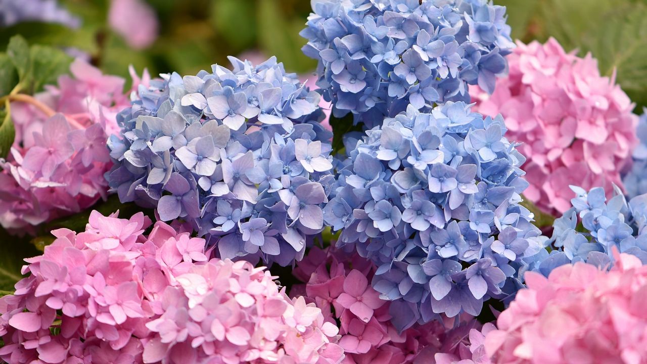 Plantas venenosas en la casa