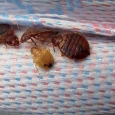 Por que estan regresando las plagas de chinches