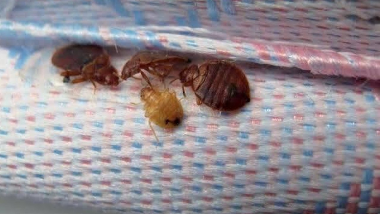 Por que estan regresando las plagas de chinches