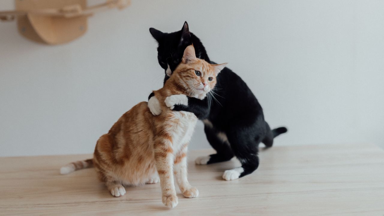 Por qué os gatos hacen ruido cuando se aparean