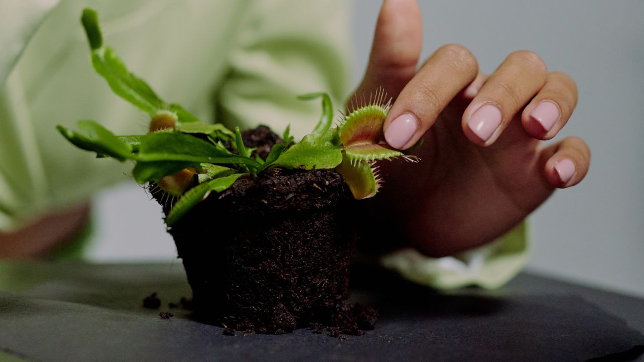 Por qué mi planta carnívora se pone negra