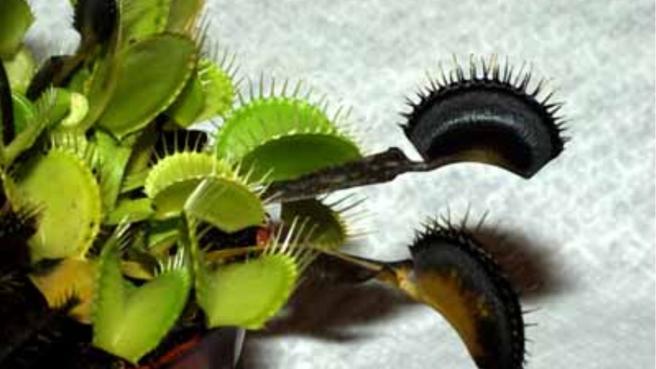 Por qué mi planta carnívora se pone negra
