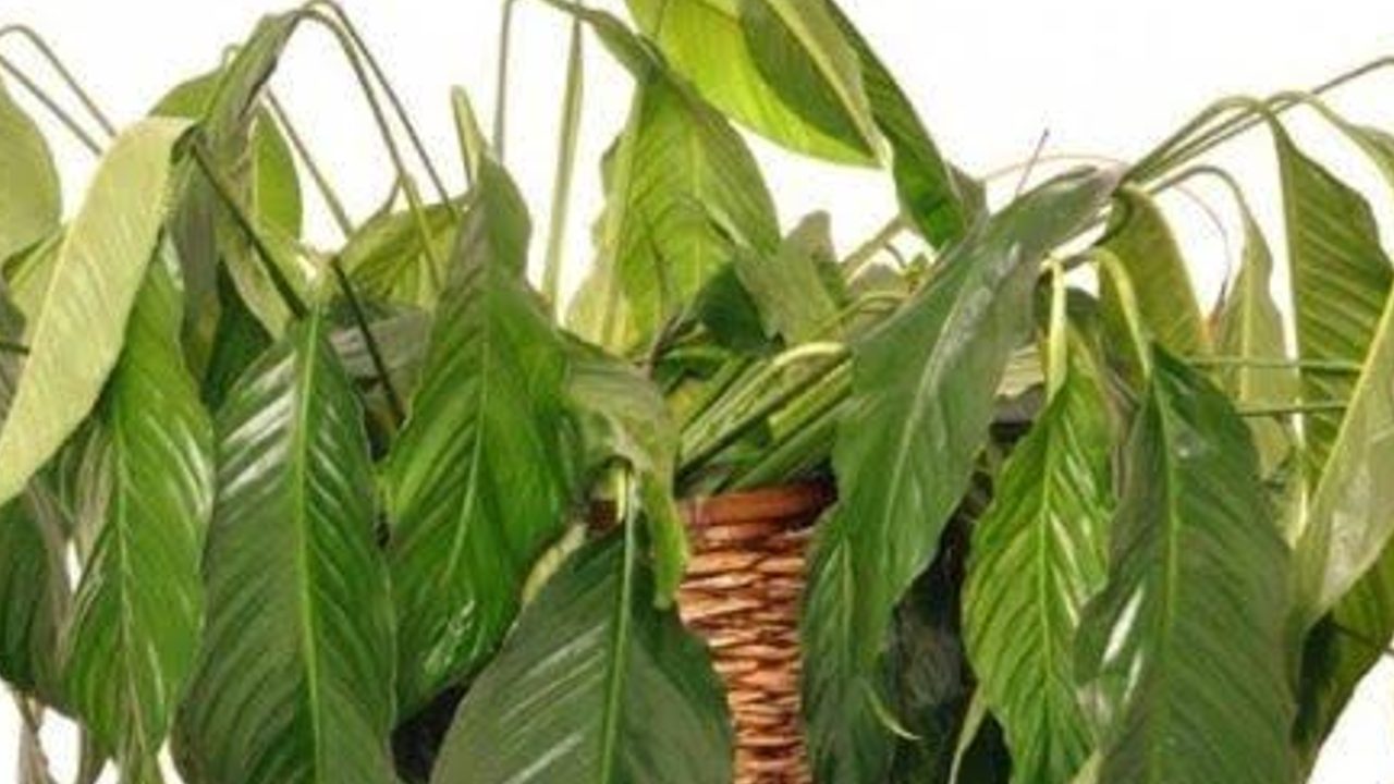 planta cuna de moises esta caida