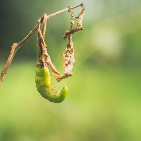 Por qué mi planta de chiles se está secando
