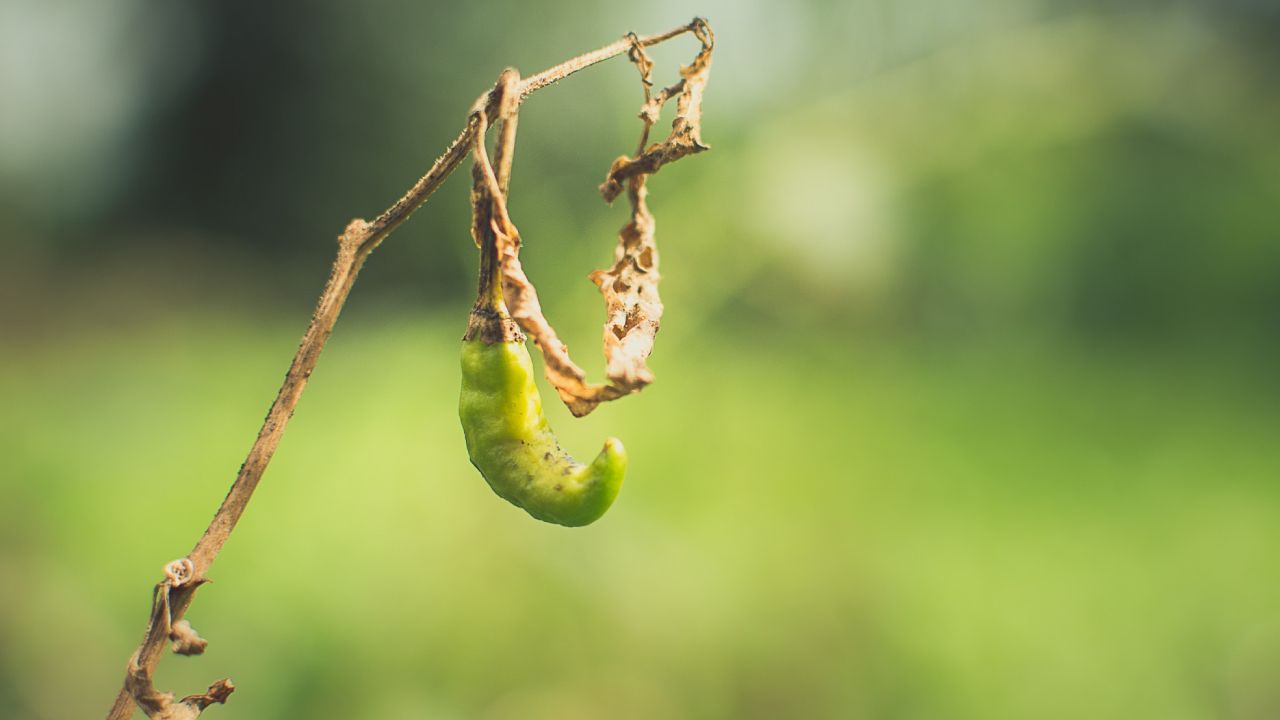 Por qué mi planta de chiles se está secando