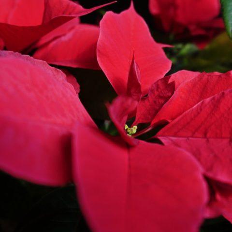 Razones por las que se le caen las hojas a mi Nochebuena