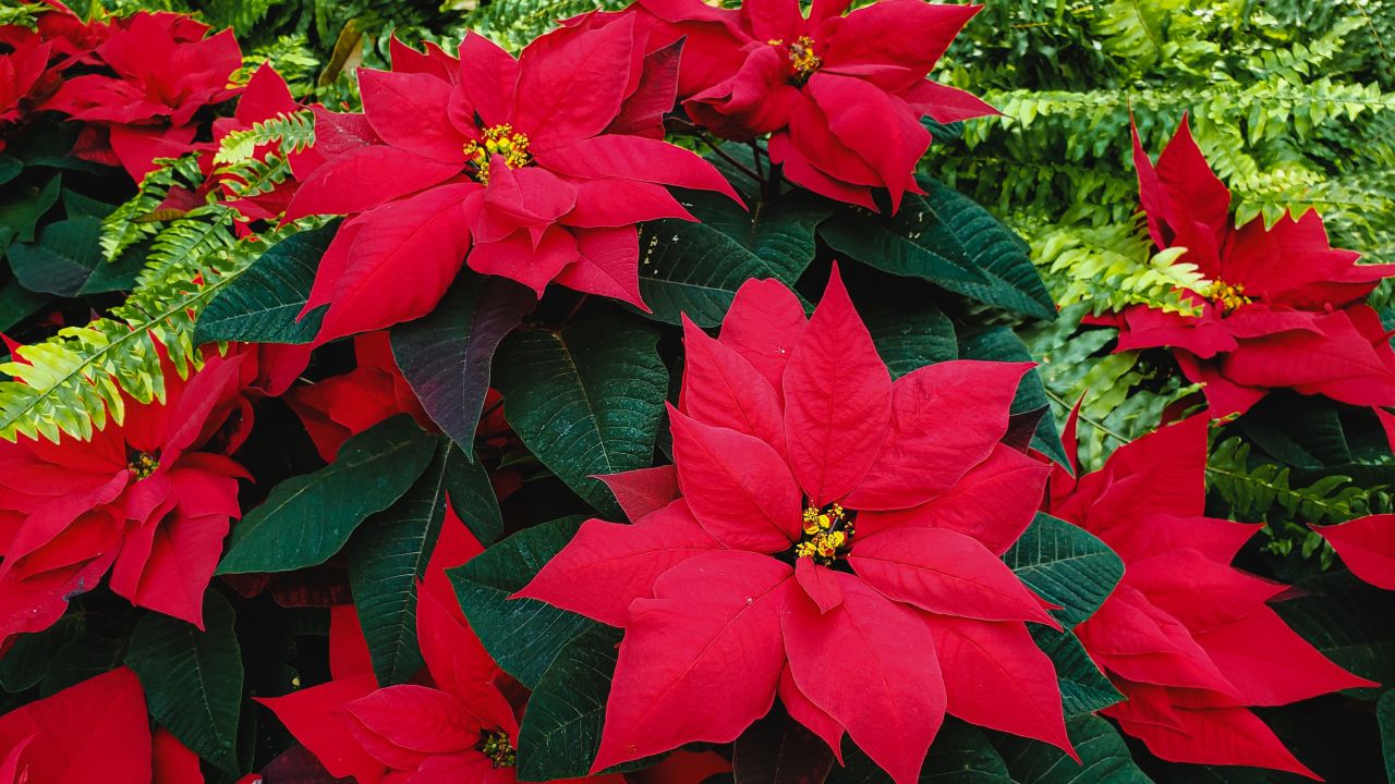 Por qué se le caen las hojas a mi Nochebuena