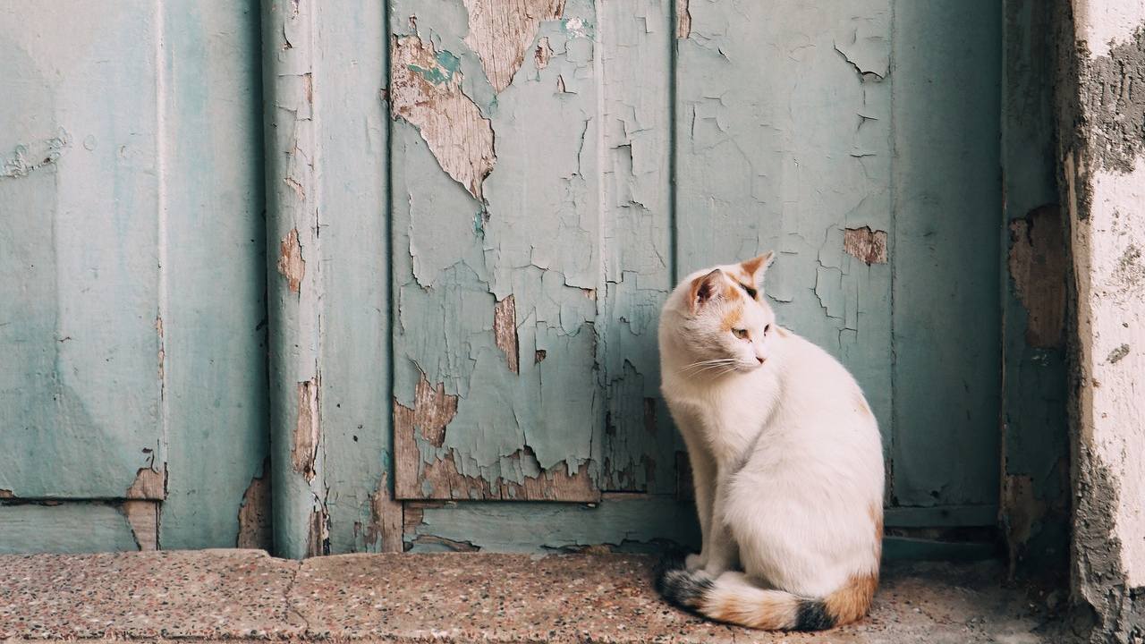 porque los gatos no deben salir de casa