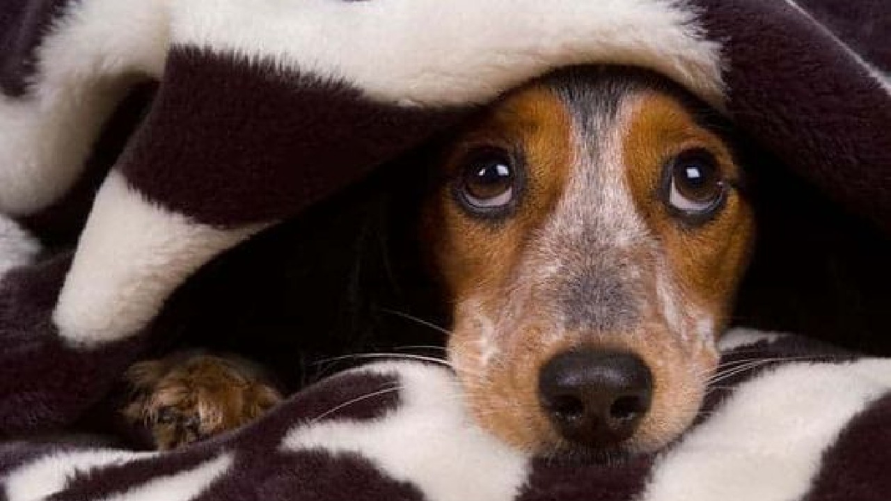 como cuidar a tu perro de pirotecnia