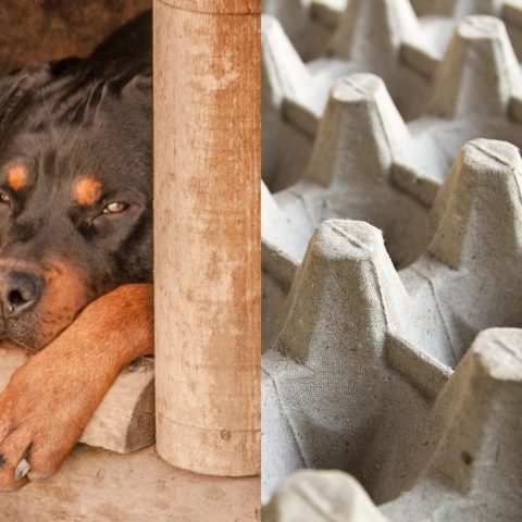 como proteger perros de fuegos artificiales