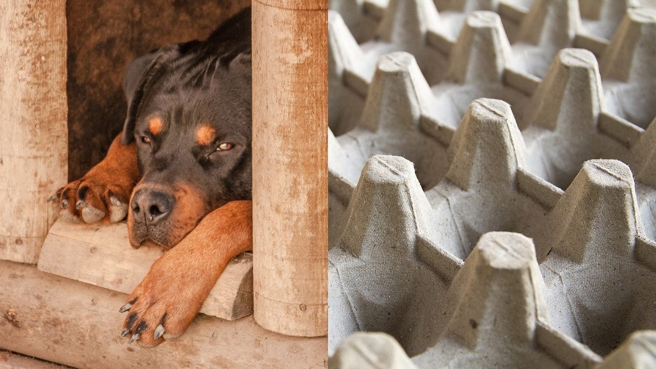 como proteger perros de fuegos artificiales