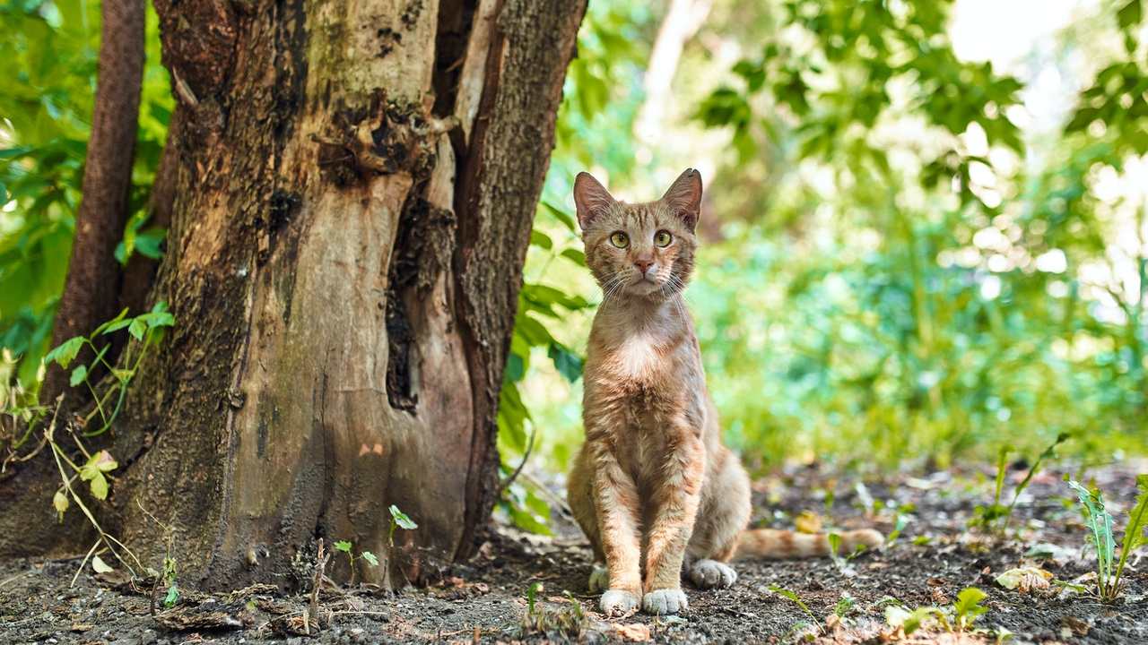 como ahuyentar a los gatos para que no defequen