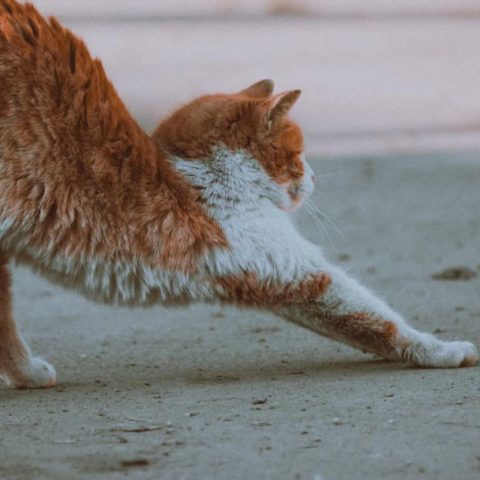 gatos no defequen en tu jardín o techo