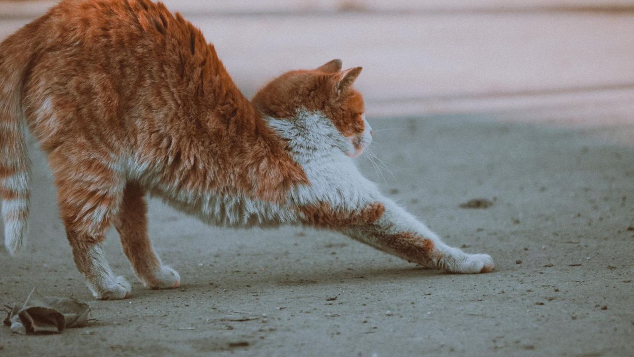 gatos no defequen en tu jardín o techo