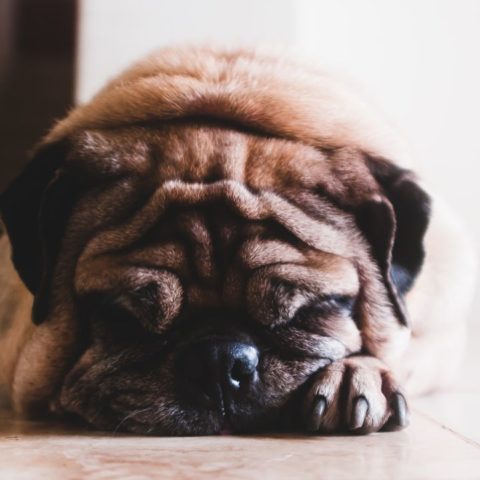 Qué hacer si envenenaron a tu perro