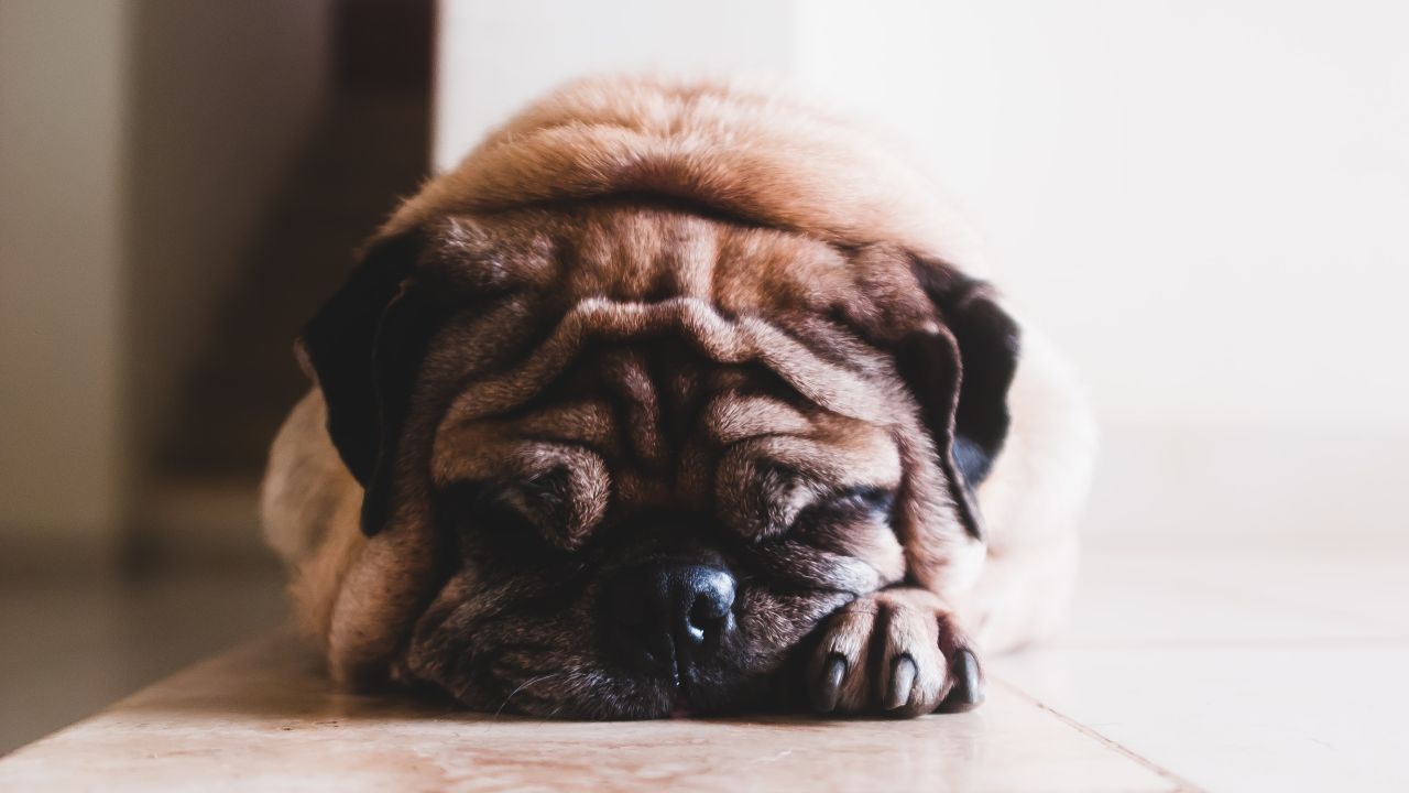 Qué hacer si envenenaron a tu perro