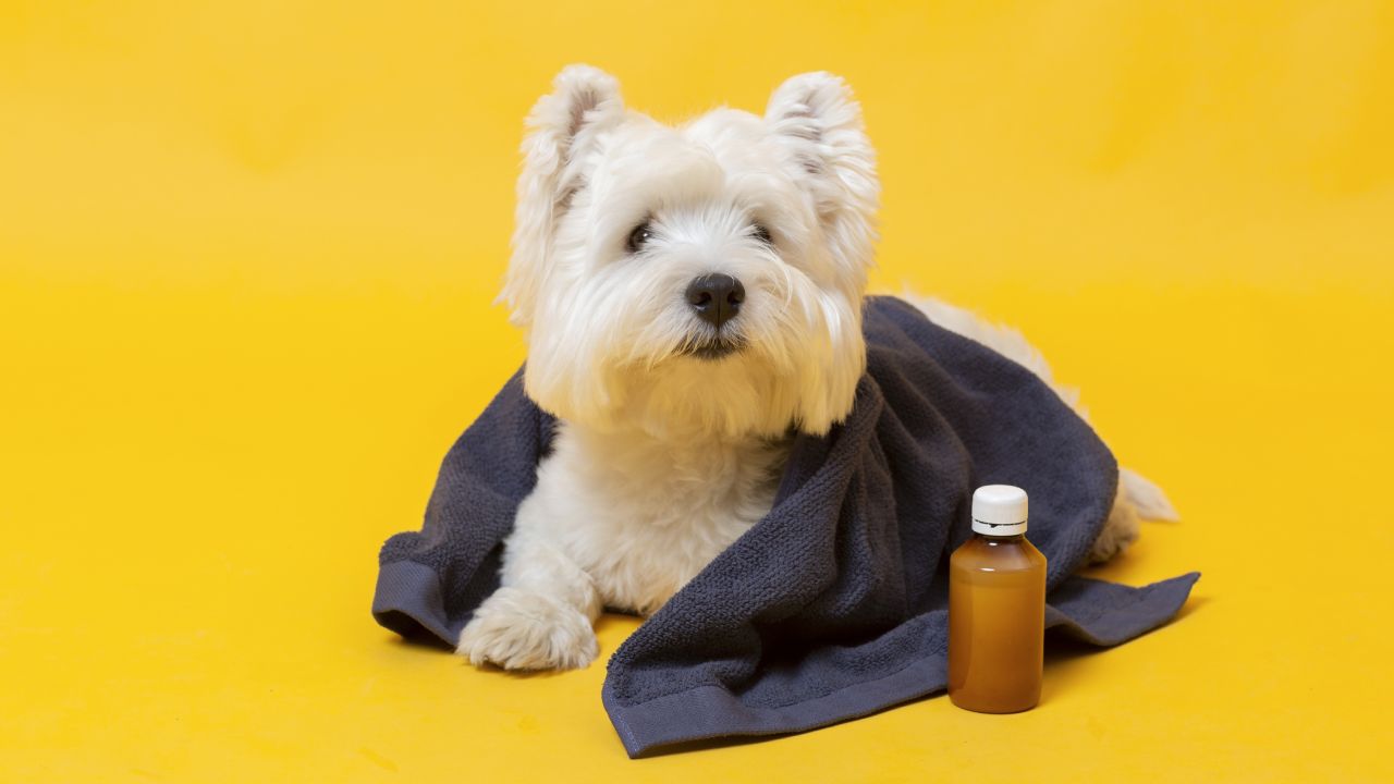 Qué hacer si envenenaron a mi perro