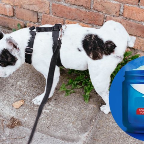 Repelente con vaporub para que los perros no orinen