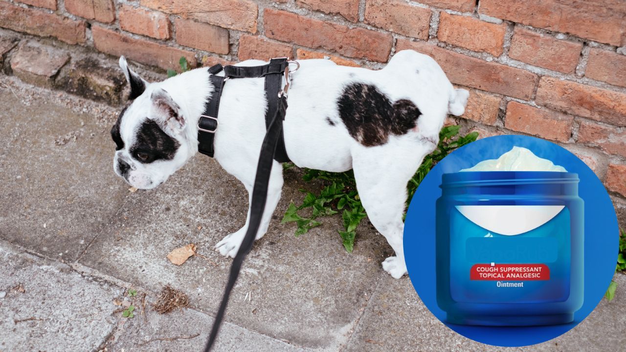 Repelente con vaporub para que los perros no orinen