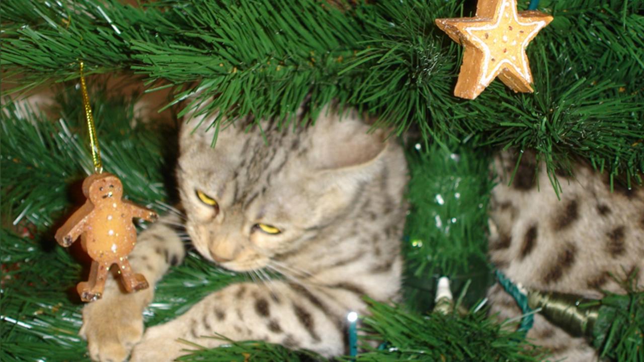 cómo hacer un repelente natural de cítricos