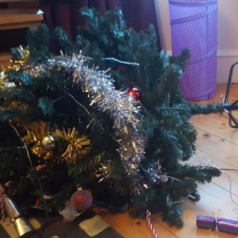 repelente natural de cítricos para gato arbol de navidad