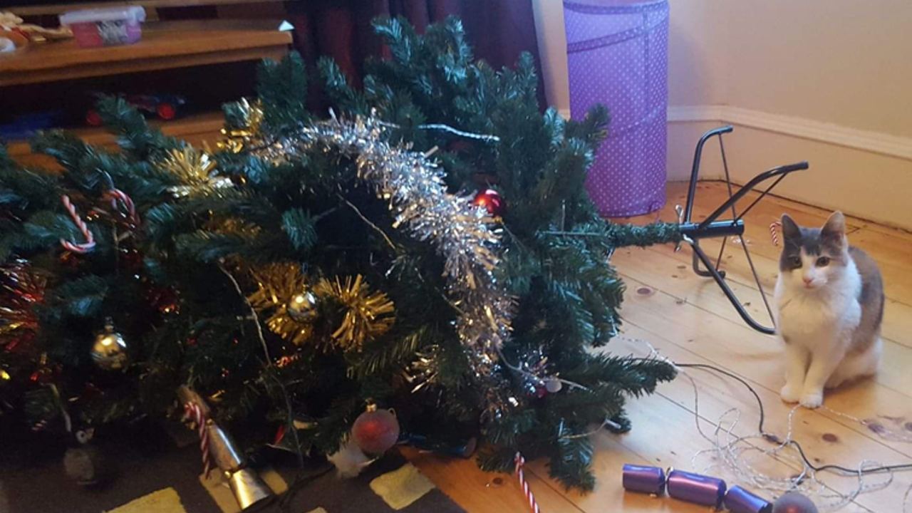 repelente natural de cítricos para gato arbol de navidad